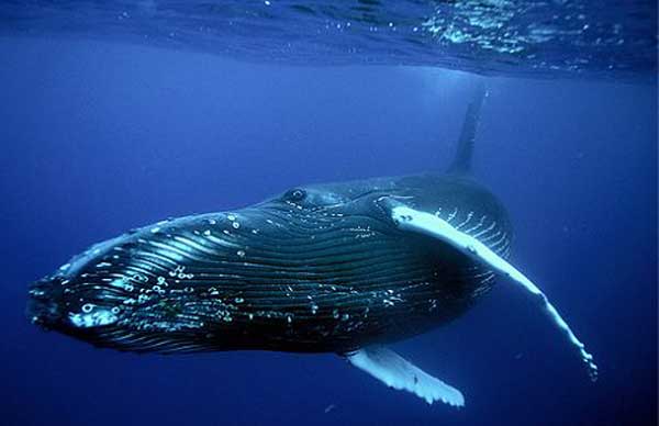 Синий кит — самое большое животное в мире