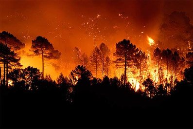 В лесах Татарстана вводится особый противопожарный режим