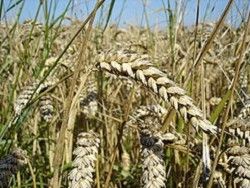 Современная пшеница - идеальный хронический яд