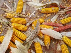 Россия отгородилась от модифицированной кукурузы