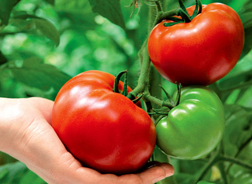 Медики: томаты защитят от инсульта