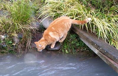 Вода, которую попила кошка - наджис?