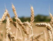 Избежать роста зерновых цен не удастся – мнение эксперта