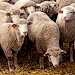 Австралия экспортировала для празднования Курбан-Байрама около 1 млн. овец