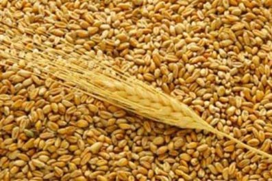 В Татарстане в этом году собрано 2,8 млн.т зерна