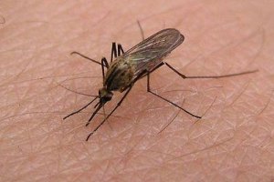 Алжир пытается справиться с малярией