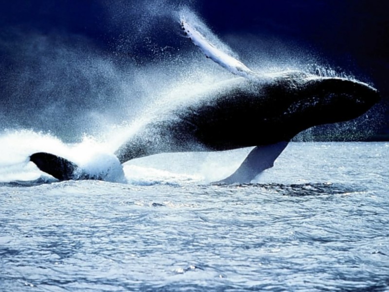 Японские китобои получили сертификат халяльности