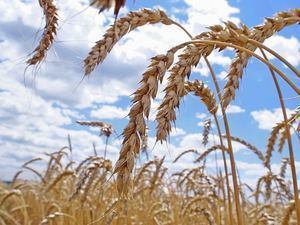 Иран заинтересован в организации производства зерна на территории России