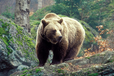 В Татарстане участились случаи встреч населения с медведем