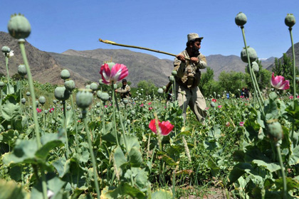 Афганистан побил свой рекорд по производству опия