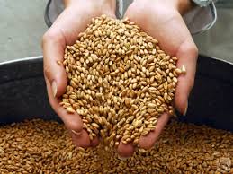 В Татарстане уже намолочено более 2,5 млн. т зерна