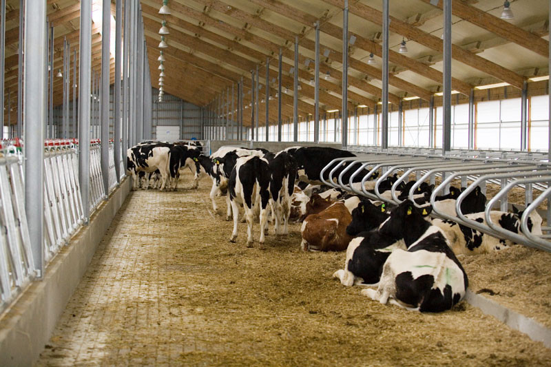 В Татарстане 16% коров заражены лейкозом, их молоко пить нельзя — управление ветеренарии