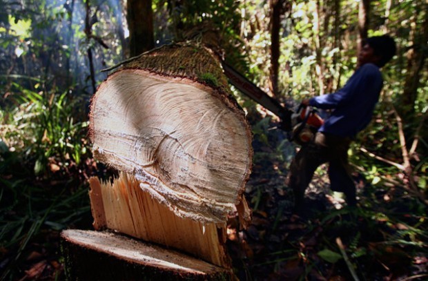 В Индонезии издали фетву, запрещающую фермерам сжигать леса