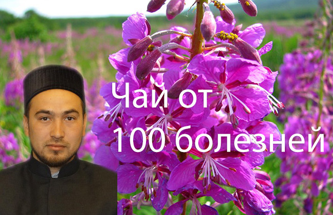 Талгат хазрат Гайфуллин: «Академик Емельянов назвал кипрей чаем от 100 болезней»