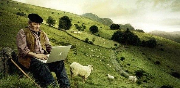 Ноутбук и овцы