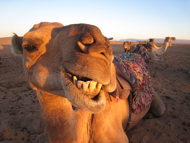 В Саудовской Аравии проходит конкурс верблюдов