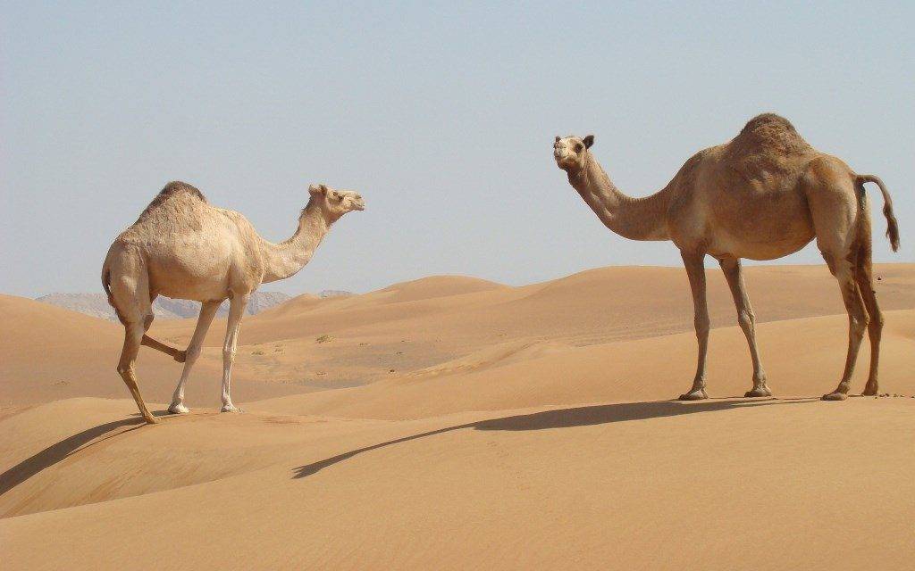 Казахстанским паломникам советуют в Мекке держаться подальше от верблюдов и их молока