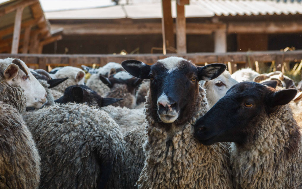 Мечеть "Ярдэм" принимает заявки на заклание овец и коро в честь праздника Курбан-байрам.