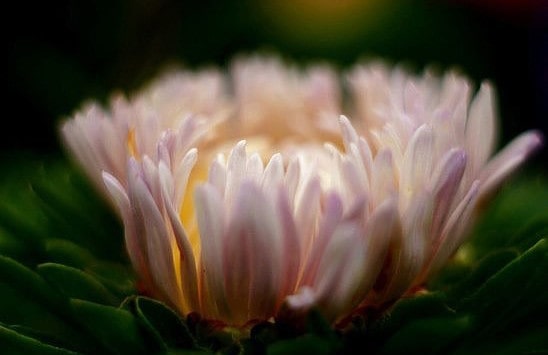 Благодарность – прекраснейший цветок души