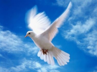 В небо в память о жертвах «Булгарии» были выпущены 114 воздушных шаров и 114 голубей