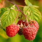 Ягоды делают ваш мозг сильнее