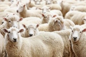 Исламская организация окажет помощь в праздновании Курбан-Байрама