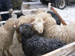 Госдума может запретить резать баранов на улицах в Курбан-байрам